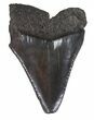 Serrated Fossil Great White Shark Tooth - #48884-1